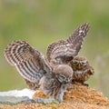 Three little owls, Athene noctua, stand on the rock. One owl holding in its beak a mouse Royalty Free Stock Photo