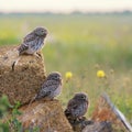 Three little owls sitting on the rocks