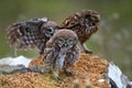 Three little owls stand on the rock. One owl holding in its beak a mouse Royalty Free Stock Photo