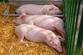 Three Little Piglets Royalty Free Stock Photo