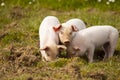 Three little pigs grazing happily in a meadow