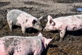 The Three Little Pigs Playing in the Mud Royalty Free Stock Photo