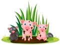 Three little pigs playing in muddy puddle Royalty Free Stock Photo