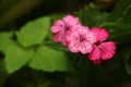 Three little pink flowers of carnations on a green background close-up