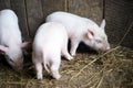 Three little pink pigs. Newborn animals Royalty Free Stock Photo