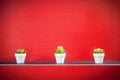 Three little plants in front of red wall Royalty Free Stock Photo