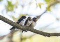 Three little plump funny chicks barn swallows sitting together on a branch waiting for the parents of the birds