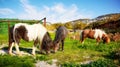 Three little pony grazing on the green field Royalty Free Stock Photo