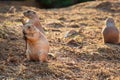 Three little prairie dogs, two of them are eating together Royalty Free Stock Photo