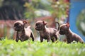 three little puppies playing together Royalty Free Stock Photo