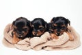 Three little puppy in studio Royalty Free Stock Photo