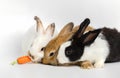 Three little rabbits with one fresh carrot on white background. Feeding animal Royalty Free Stock Photo