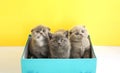 Three little scottish kitten is sitting in a blue box on a yellow background. Animal models. Kitten. Greeting card cat. place for