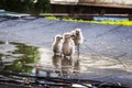 three little seagulls in a puddle on a roof Royalty Free Stock Photo