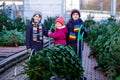 Three little siblings: toddler girl and two kids boys holding Christmas tree on market. Happy children in winter clothes Royalty Free Stock Photo