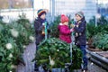 Three little siblings: toddler girl and two kids boys holding Christmas tree on market. Happy children in winter clothes Royalty Free Stock Photo
