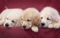 Three little smart puppy of breed Golden Retriever lie on a pink background