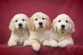 Three little smart puppy of breed Golden Retriever lie on a pink background