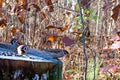 Three little sparrow birds on an old tree stump Royalty Free Stock Photo