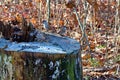 Three little sparrow birds on an old tree stump Royalty Free Stock Photo