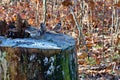 Three little sparrow birds on an old tree stump Royalty Free Stock Photo