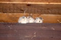 Three little sparrows waiting mom