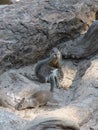 Three little squirrels in Yosemite National Park