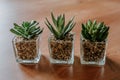 Three little succulent plants on wooden table