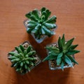 Three little succulent plants on wooden table