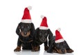 Three little teckel dachshund puppies wearing christmas hats Royalty Free Stock Photo