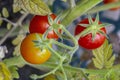 Three Little tomatoes on a branch Royalty Free Stock Photo