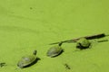 Three Little Turtles Covered in Green Royalty Free Stock Photo