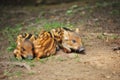 Three little wild boar piglets Royalty Free Stock Photo