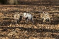 Three little wild pigs running in a leafy forest Royalty Free Stock Photo