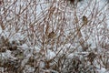 Three little wrens huddled in a bush in a snowstorm Royalty Free Stock Photo