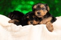 Three little yorkshire terrier dogs hugging, resting in their bed Royalty Free Stock Photo