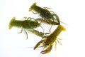 Three live crayfish crawl in clear underwater on a white background Royalty Free Stock Photo