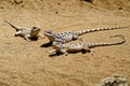 Lizards basking on sandy terrain. Royalty Free Stock Photo