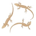 Three lizards with a long tail. Top view. Royalty Free Stock Photo