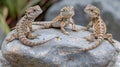 Three Adorable Baby Bearded Dragons on a Rock Royalty Free Stock Photo
