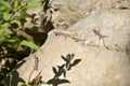 Three lizards on a rock Royalty Free Stock Photo