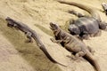 Three lizards on sand