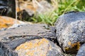 Three Lizards sunbathing on stones by Seven Lake in Armenia Royalty Free Stock Photo