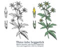 Three-lobe beggartick. Colorful vector hand drawn plant. Vintage sketch