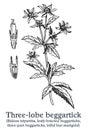 Three-lobe beggartick. Vector hand drawn plant. Vintage medicinal plant sketch.