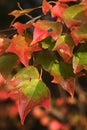 Three lobed green to orange and red coloured autumn leaves of Trident maple tree, latin name Acer buergerianum Royalty Free Stock Photo