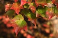 Three lobed orange to red coloured autumn leaves of Trident maple tree, latin name Acer buergerianum, native to eastern China Royalty Free Stock Photo