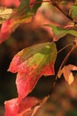 Three lobed orange to red coloured autumn leaves of Trident maple tree, latin name Acer buergerianum, native to eastern China Royalty Free Stock Photo