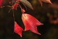 Three lobed orange to red coloured autumn leaves of Trident maple tree, latin name Acer buergerianum Royalty Free Stock Photo