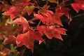 Three lobed orange to red coloured autumn leaves of Trident maple tree, latin name Acer buergerianum Royalty Free Stock Photo